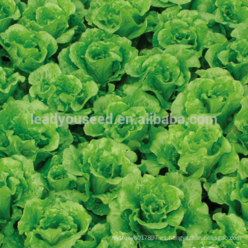 LT07 Duoke semillas de lechuga de alto rendimiento verde, semillas vegetales de hoja de calidad